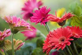 Image result for Gerbera jamesonii