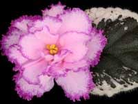 We did not find results for: African Violets By Lyndon Lyon Greenhouses