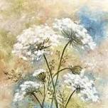White Lace Summer