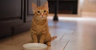 How long can a cat survive without water? Tips For Feeding Your Kitten Purina