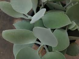 Kalanchoe Hildebrandtii Silver Teaspoons World Of Succulents In 2020 Succulents Tall Succulents Planting Succulents