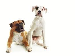 Dogs and puppies cats and kittens horses rabbits birds snakes. Boxer Adoption