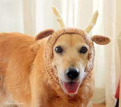 Reindeer Dog Snood Reindeer Antler Hat For Large Dogs Etsy Christmas Dog Costume Dog Christmas Photos Dog Reindeer Antlers