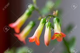 But the leaves look exactly the. Kalanchoe Prebella In Bloom Succulent Flowering Plant With Flowers Stock Photo Picture And Royalty Free Image Image 97152847