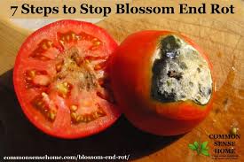 7 Steps To Stop Blossom End Rot And Save The Harvest Growing Tomatoes Tomato Problems Tomato