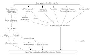 Role Of Dietary Polyphenols In The Management Of Peptic Ulcer