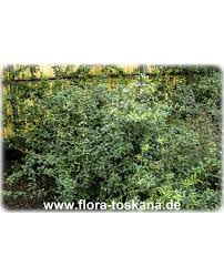 Image result for Catha edulis