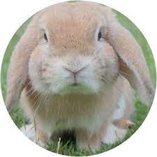 Not all pet insurance companies offer rabbit health insurance. Compare Cheap Rabbit Insurance Online With Quotezone