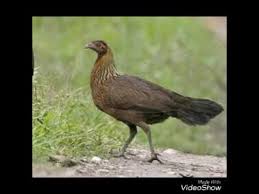 Suara Pikat Ayam Hutan Betina Youtube