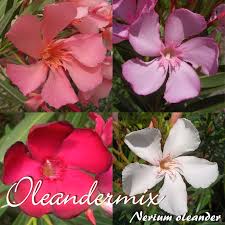 Oleandrin is an extract from the plant, nerium oleander, which contains substances that are similar to the active chemical found in the heart medication, digoxin. Oleandermix Multicolor Nerium Oleander Im 33 Cm Dekokubel Oleandershop