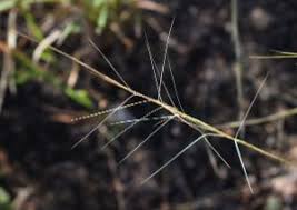 Image result for Aristida stipoides