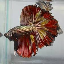 The Aquabid Thread Page 151 Betta Betta Fish Betta Aquarium