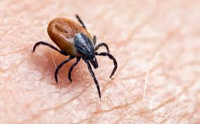 Untreated lyme disease can produce a wide range of symptoms, depending on the stage of infection. Chronic Lyme Disease Symptoms Diagnosis And Treatment