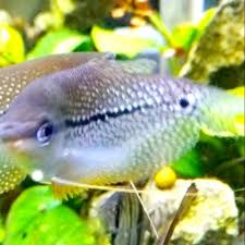 Tak aneh jika saat ini jenis ikan sepat digolongkan ikan hias disamping ikan konsumsi. Ikan Hias Sepat Mutiara Shopee Indonesia