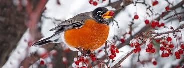 Do Robins Migrate American Robins Winter Habits Explained In 2020 American Robin Robin Outdoor Cats