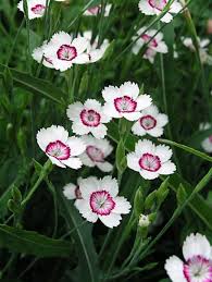 Check spelling or type a new query. Dianthus Arctic Fire Bluestone Perennials