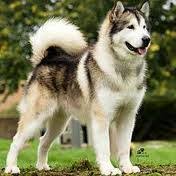 Alaska cuenta con numerosas bibliotecas que reúnen importantes fondos para la investigación local. Tudo Sobre O Malamute Do Alaska Pets Em Geral Amino