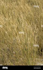 Image result for Aristida stipoides