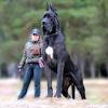 Originating with the nomads of tibet, nepal, china and central asia as a guardian dog, the giant breed tibetan mastiff, as a pet, would be a huge commitment. Https Encrypted Tbn0 Gstatic Com Images Q Tbn And9gctnsif2 Imdk5htyihduexazghnh3nzuevvmd Gbgoiplq22pcb Usqp Cau