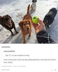 28 Times Tumblr Was Home To The Funniest Animal Jokes Ever Funny Animals Animal Jokes Cute Funny Animals