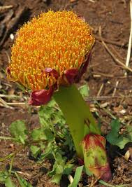 Image result for Scadoxus puniceus