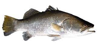 Fish Transparent Png Image Free 6 Free Pik Psd Fish Png Images Png