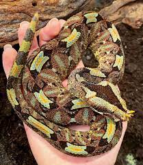 Rhino Viper Viper Rhino Crab