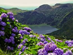 Azores Flores Lagoa Comprida Hydrangea Landscaping Hydrangea Colors Prettiest Hydrangea