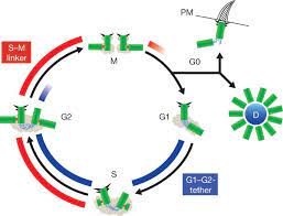 Maybe you would like to learn more about one of these? The Centrosome Cycle Centriole Biogenesis Duplication And Inherent Asymmetries Nature Cell Biology