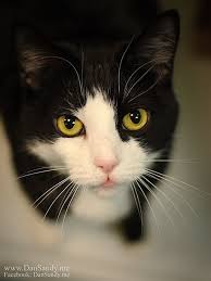 Pin By Dan Sandy On Former Shelter Cats Sticking Out Their Tongues Animals Cat Shelter Animal Shelter