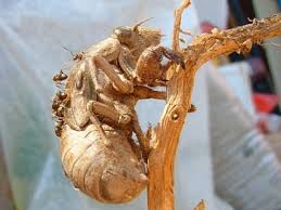 C'est donc pour adapter et détourner la morale de la fable, « la cigale et la fourmi » à son époque qu'anouilh, fabuliste du 20ème siècle. La Cigale Cette Inconnue Pairet Org