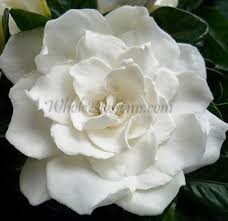 Check spelling or type a new query. Gardenia Flower Gardenia Gardenia Bouquet Red Gardenia