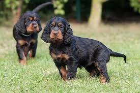 Ein paar minuten mit den gordon setter welpen. Welpenliste
