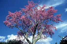 Jun 23, 2021 · most dogwood shrubs and trees grow quickly, with a fast rate of over a foot a year. Florida Memory View Of A Flowering Tree At The Cypress Gardens Theme Park In Winter Haven Florida