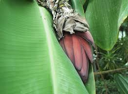 Image result for Musa acuminata
