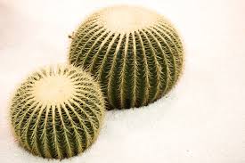 What describe you the most? Quiz What Kind Of Cactus Are You