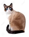 Snowshoe Kittens for Sale - Adoptapet
