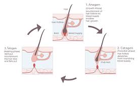 But those serums are placebo. Hair Growth Cycle The 3 Stages Explained Grow Gorgeous
