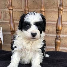 Our goal is to raise healthy and. Brutus Aussiedoodle Puppy 622503 Puppyspot