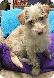 Maybe you would like to learn more about one of these? Phoenix Az Dachshund Border Terrier Mix Meet Floppy A Dog For Adoption Dog Adoption Dachshund Adoption Terrier Mix Dogs