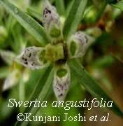Image result for Swertia eminii