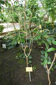 Image result for Callichilia