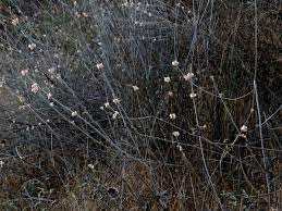 Long stem small white flowers. Long Stem Buckwheat Nature Collective