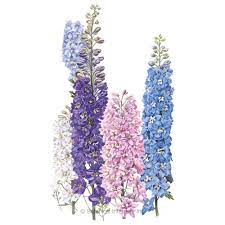 Pacific Giants Blend Delphinium Seeds Flowers Botanical Interests