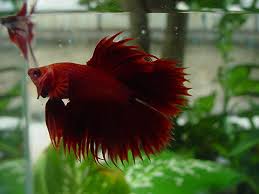 The double tail betta, also known as the dt, is just as it sounds: Crowntail Doubletails Inglorious Bettas