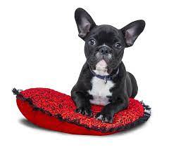 Dog Png Google Search Franzosische Bulldoggenwelpen Franzosische Bulldogge Franzosische Bulldogge Grau