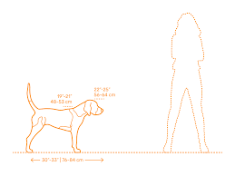 Image result for Harrier dog