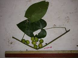 Image result for Diospyros gabunensis