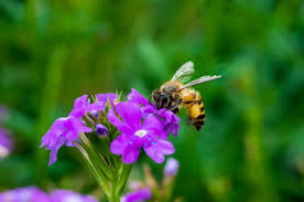 Honey bees make their honey during the warmer months, such as spring and summer, when there are plenty of flowers around to obtain nectar and pollen honey bees do have a need to create honey. Why Bees Are Good For Your Garden Blain S Farm Fleet Blog