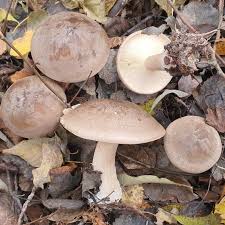 Image result for Clitocybe multiceps